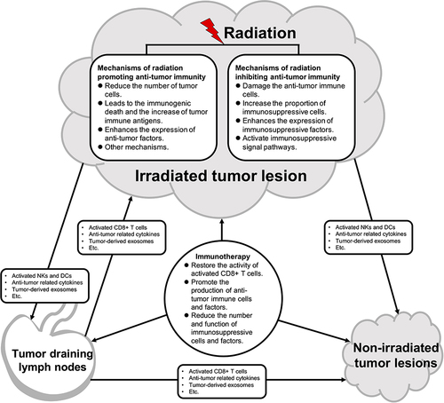 Figure 1 Mechanisms of radiotherapy and immunotherapy effect on the anti-tumor immune response system. The promotional and inhibitory effects of radiotherapy on the anti-tumor immune response system are full processes, with dynamic changes occurring in the irradiated tumor lesion. Radiotherapy may promote or inhibit anti-tumor immune responses depending on the total radiation dose and fractionations administered. The activated natural killer cells (NKs) and dendritic (DCs), anti-tumor related cytokines and tumor-derived exosomes produced by irradiated tumor lesion can directly or through tumor drainage lymph nodes (TDLNs) affect the non-irradiated tumor lesions, and finally induce the abscopal effect. TDLNs play an important role in anti-tumor immune response. The activated NKs and DCs, anti-tumor related cytokines and tumor-derived exosomes produced by irradiated tumor lesion can stimulate the production of CD8+ T cells and anti-tumor cytokines in TDLNs, thereby generating anti-tumor immunity against tumor lesions throughout the body. The addition of immunotherapy can activate the anti-tumor immune response of irradiated tumor lesions, TDLNs, and non-irradiated tumor lesions throughout the body.