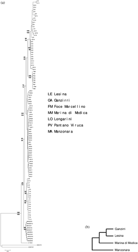 Figure 2 (a) Neighbour‐Joining tree drawn using D‐loop sequence data. The numbers represent the percentage of 1000 bootstrap replication (NJ/MP) in which a given node appeared. (b) UPGMA dendrogram based on the genetic distance matrix for the RAPD‐PCR markers for the populations examined.