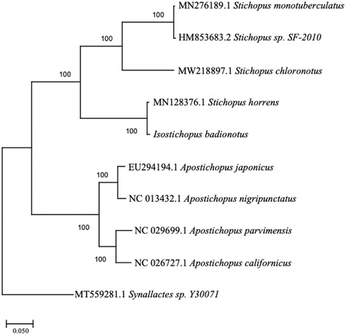 Figure 1. The phylogenetic relationship of Isostichopus badionotus based on the full mitochondrial genomes eight species in the family Stichopodidae, with Synallactes sp. as the outgroup.