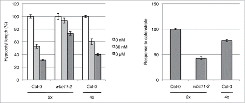 Figure 1. Toluidine blue (TB) staining to examine cuticular function in wild-type Arabidopsis and 2 cuticle mutants. Seven-day-old dark-grown wild-type (Col-0), wbc11-2, and cer5-2 seedlings were stained with TB for 2 min and images were recorded using a digital camera (Powershot G12, Canon, Tokyo Japan). Bar = 2 mm.