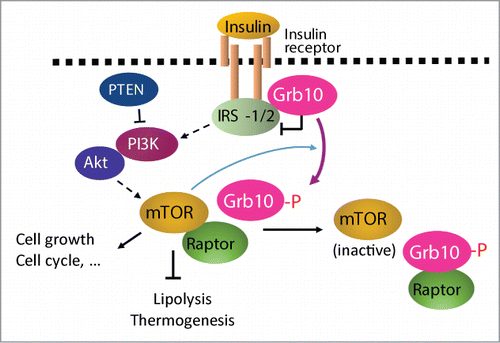 Figure 1. Feedback regulation of PI3K/Akt/mTORC1 signaling by Grb10. Grb10 inhibits PI3K/Akt/mTORC1 pathway by binding to tyrosine phosphorylated insulin receptor (IR). Sustained activation of the mTORC1 leads to Grb10 phosphorylation at Ser501/503, which promotes Grb10 dissociation from the IR to interact with raptor, an activator of mTOR. The interaction of Grb10 with raptor prevents raptor from binding to mTOR and thus suppresses mTORC1 signaling. By phosphorylation-dependent interaction with IR and raptor, Grb10 dynamically regulates the signaling pathways downstream of IR, thus selectively regulating mTORC1-mediated biological events such as lipid metabolism, cell growth, and cell cycle.