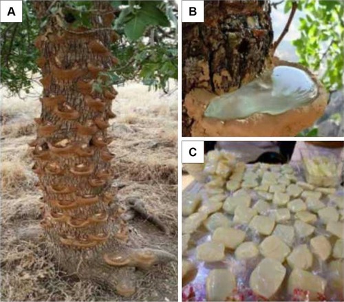 Figure 1 (A) Baneh or Daraban tree with clay cup for collecting resin. (B) The handmade muddy cup that was used for collecting exudate (resin). (C) Chewing gum produced from the natural MGR.