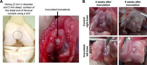 Figure 8 Implantation of self-organized scaffold for cartilage and subchondral bone tissue repair.Notes: (A) Representative images: creation of the defect (2 mm in diameter and 2 mm deep) in the surface of the distal end of the femoral condyle using a drill. Implantation of the scaffold for osteochondral tissue repair. (B) Macroscopic images of the defect 4 and 8 weeks after implantation were compared between control and implanted groups.