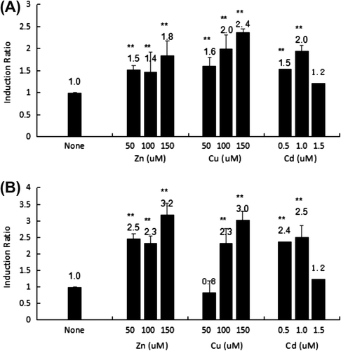 Figure 2. Transcriptional activity of the HsMT1 5′-promoter regions (A) and HsMT2 5′- promoter regions (B) after induction using Zn2+ (50, 100, and 150 μM), Cu2+ (50, 100, and 150 μM), and Cd2+ (0.5, 1.0, and 1.5 μM). The background activity of the pGL3-Basic vector were set as 1.0 and all the other activities were adjusted accordingly. The number on the bars indicates the induction ratio compared with uninduced basal activity. Significant differences across control are indicated with ** at p < 0.05.