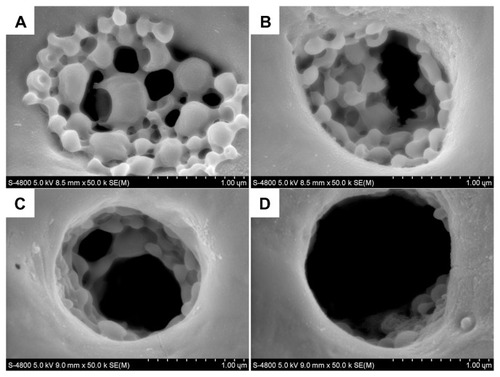 Figure 11 Scanning electron microscopic images of the degradation process for antibacterial coating containing BBF-loaded PLLA nanoparticles on microarc oxidation-treated titanium in phosphate-buffered saline. (A) 15 days. (B) 30 days. (C) 45 days. (D) 60 days.Abbreviations: BBF, (Z-)-4-bromo-5-(bromomethylene)-2(5H)-furanone; PLLA, poly(L-lactic acid).