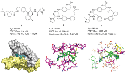 Figure 2. The examples of peptide and macrocycle and cocrystal structure of macrocycle 3 by Pfizer.