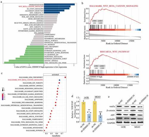 Figure 4. ZDHHC19 promoted OS progression through wnt/β-catenin signaling pathway. (a) GSVA analysis showed the enrich pathways between ZDHHC19 high expression group and low expression group. (b) GSEA analysis suggested the significant correlation between wnt/β-catenin signaling and ZDHHC19 expression. (c) KEGG analysis showed enriched pathways in TARGET-OS cohort. (d) The relative wnt/β-catenin signaling activity analysis between sh-ZDHHC19 group and sh-NC group. (f) Western blot analysis of wnt/β-catenin signaling related proteins between sh-ZDHHC19 group and sh-NC group. All data are presented as the mean ± standard deviation of three independent experiments. *P < 0.05; **P < 0.01.