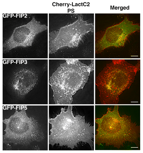 Figure 4. Alternative EGFP-Rab11-FIPs exhibit selective overlap with mCherry-LactC2. HeLa cells coexpressing EGFP-Rab11-FIPs and mCherry-LactC2 were imaged using live cell deconvolution microscopy. Images were collected every 2 s for at least 1 min. EGFP-Rab11-FIP2 and EGFP-Rab11-FIP5 were separate from mCherry LactC2 particularly in the periphery of HeLa cells. EGFP-Rab11-FIP3 was overlapped with mCherry-LactC2 in the pericentriolar region of the cell on distinct tubular membranes. Data represent at least 3 independent experiments. Bars,10 μm.