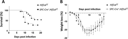 Figure 1. HIF-1α deletion in AEC2 leads to increased mortality and weight loss after IAV infection. Survival rate (A) and weight loss (B) of eight to ten weeks old male Hif1αfl/fl (n = 15) and Spc-Cre+.Hif1αfl/fl (n = 15) mice infected with 5 × 103 FFU mouse-adapted PR8. The data of survival rate was analysed by Gehan-Breslow-Wilcoxon Test. The data of weight loss was analysed by student’s t-test (two-tailed) and presented as mean ± SD (*p < 0.05, **p < 0.01).