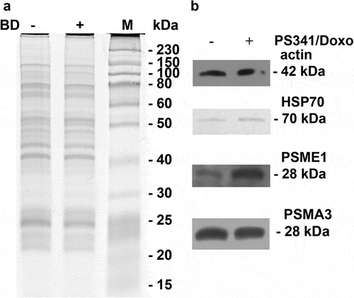 Figure 5. SDS-PAGE electrophoregram (a) and Western blotting against specific antibodies to proteins identified by mass-spectrometry (b) of proteasomes and proteasomal interactome from both control and BD-treated RPMI8226 cells. “M” lane: protein molecular mass marker (in kilodaltons).