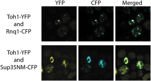 Figure 4. Co-localization of the fluorescent aggregates of Toh1(20–365)-YFP protein with aggregates of Sup35NM-CFP and Rnq1C-CFP proteins. Images were captured under YFP and CFP channels and merged using Fiji software.