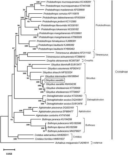 Figure 1. Maximum likelihood (ML) phylogenetic tree based on 13 concatenated protein-coding genes of 36 viper mitogenomes. The Sichuan odd-scaled snake (Achalinus meiguensis) was used as an out group. Node labels indicate bootstrap values. The mitogenome of Gloydius saxatilis (square box) was determined in this study.