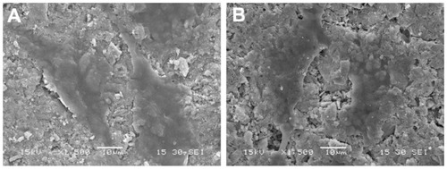 Figure 7 Scanning electron microscopy images of MG-63 cells cultured on n-CDAP (A) and n-HA (B) composite scaffolds for 3 days.Abbreviations: n-CDAP, nano calcium-deficient apatite n-CDAPC; n-HA, nano hydroxyapatite.