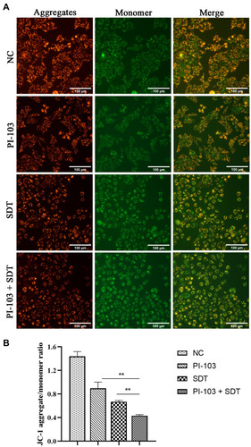 Figure 6 Involvement of mitochondrial membrane depolarization in combination treatment induced apoptosis. (A) Fluorescence microscopic imaging of HepG2 cells stained with JC-1 under different treatments. (B) The aggregate/monomer fluorescence intensity ratio of JC-1. **p<0.01.