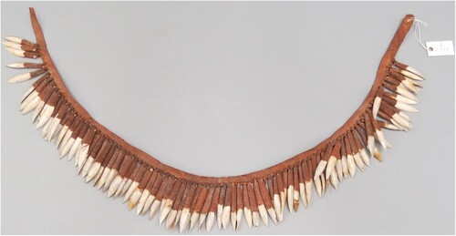 Figure 13. Necklace. Described by von Guérard as ‘Kangaroo teeth necklace of incisors held together with kangaroo skin and sinew [ … ] made at Kangatong’. Number 22 on von Guérard's ‘List of Australian Objects’. Indent no. VI 2579. Photo: Staatliche Museen zu Berlin, Ethnological Museum Berlin / Martin Franken. https://id.smb.museum/object/2282395.