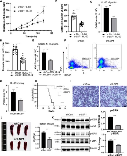 Figure 3. Knock-out of LSP1 restricts cell migration and homing in AML cell lines. A. line graph showing cell locomotion distance of HL-60 cells with or without LSP1 knock-out. B. Histogram showing the migration distance of HL-60 cells with or without LSP1 knock-out after 2 h. C. Histogram showing cell number counts of migration. D. Histogram showing migration distance of MOLM-14 with or without LSP1 knock-out after 2 h. E. Histogram showing cell number counts of migration. F. Diagram of percentage of HL-60 cells in transplanted mice. G. Histogram showing percentage of HL-60 cells in transplanted mice. H. Kaplan-Meier plot depicting the survival of mice transplanted with shCon HL-60 or shLSP1 HL-60 cells. I. H&E staining pictures of BM from mice transplanted with shCon or shLSP1 HL60 cells. J. Morphologic pictures of the spleen from mice transplanted with shCon or shLSP1 HL60 cells. K. Immunoblotting of KSR/ERK activation in BM cells from control and shLSP1 HL60-transplanted mice.