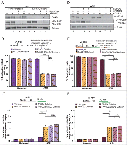 Figure 4. FA pathway members FANCJ and BRCA2 cooperate with FANCD2 for the recovery of APH-stalled replication forks. (A) WCEs showing the efficiency of siRNA-mediated FANCD2 knockdown in FANCJ-proficient or -deficient cells. Generated cell types: Wild type (752/1T+J, siControl), FANCD2-deficient (752/1T+J, siFANCD2), FANCJ-deficient (752/1T, siControl) and FANCD2/FANCJ double- deficient (752/1T, siFANCD2). All 4 cell lines were untreated or treated with APH, and WCEs from these cells were analyzed for the presence of FANCJ, FANCD2 and FANCD2Ub. Tubulin, loading control. (B) Replication fork restart efficiencies after APH treatment were compared between wild type, FANCD2-, FANCJ- and FANCD2/FANCJ double-deficient cells (C) The number of new replication sites originating during BioU labeling after APH treatment was compared between Wildtype, FANCD2-, FANCJ- and FANCD2/FANCJ double-deficient cells. (D) WCEs showing the efficiency of siRNA-mediated FANCD2 and BRCA2 knockdown in wild type (PD331+C) cells. Generated cell types: wild type (PD331+C, siControl), FANCD2-deficient (PD331+C, siFANCD2), BRCA2-deficient (PD331+C, siBRCA2) and FANCD2/BRCA2 double-deficient (PD331+C, siFANCD2/siBRCA2). All 4 cell lines were untreated or treated with APH, and WCEs from these cells were analyzed for the presence of BRCA2, FANCD2 and FANCD2Ub. Ku-86: loading control. (E) Replication fork restart efficiencies after APH treatment were compared between wild type, FANCD2-, BRCA2- and FANCD2/BRCA2 double-deficient cells. (F) The number of new replication sites originating during BioU labeling after APH treatment was compared between wild type, FANCD2-, BRCA2- and FANCD2/BRCA2 double-deficient cells.