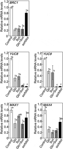 Figure 1. Expression of BRC1 and genes involved in biosynthesis and its signaling of auxin or strigolactones in 5-week-old basal tissues of wild-type plants treated with various sugars. The transcript levels of these genes were measured by qRT-PCR. ActinII was used as the internal reference gene. Error bars indicate SE (n= 6–9). Bars with the same letter are not significantly different from each other (ANOVA, Tukey’s HSD test).