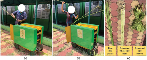 Figure 6. Operation of the developed jute ribboner (a) operated by male operator, (b) operated by female operator, and (c) extracted jute ribbon and inner jute sticks.