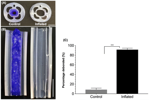 Figure 5. Catheter prototypes debond C. albicans biofilms. Representative cross sectional (A) and longitudinal (B) optical images of control (not inflated, left) and debonded (inflated, right) biofilms in the main lumen of the catheter prototypes. Biofilms were stained with crystal violet to enhance visualization. Scale bars = 2 mm (A) and 5 mm (B). (C) Percentage biofilm mass removed from the control and inflated catheters (N = 4). ‘***’ indicates p < 0.001.