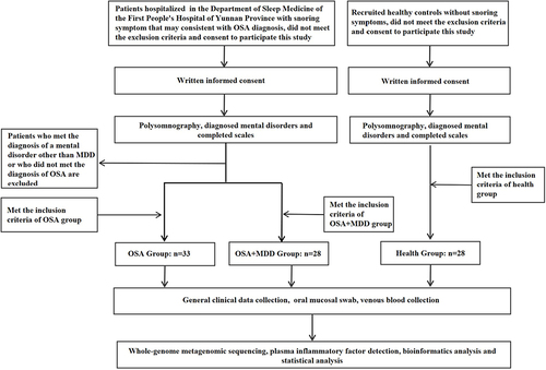 Figure 1 Procedure flowchart. The inclusion criteria of the OSA group were as follows: a) 18–60 years old, volunteered to participate in this study; b) conformed to the diagnosis of OSA in International Classification of Sleep Disorders–Third Edition (ICSD-3), and had not received treatment previously (including PAP, snore guard, surgical treatment, etc.); c) did not conform to the diagnosis of MDD and other psychiatric disorders in the Diagnostic and Statistical Manual of Mental Disorders–Fifth Edition (DSM-V). The inclusion criteria of the OSA comorbid with MDD patients (OSA+MDD group) were as follows: a) 18–60 years old, volunteered to participate in this study; b) met the diagnosis of OSA in ICSD-3, and had not received treatment previously (including PAP, snore guard, surgical treatment, etc.); c) met the diagnosis for MDD in DSM-V and a total Hamilton Depression Rating Scale (HAMD) score greater than 17 but did not meet the diagnostic criteria of other psychiatric disorders; and d) did not receive systematic antidepressant therapy. The inclusion criteria of the health group were as follows: 18–60 years old, volunteered to participate in this study; did not meet the diagnosis of OSA or other sleep-related respiratory disorders in ICSD-3; did not conform to the diagnosis of MDD and other psychiatric disorders in the DSM-V. Exclusion criteria of this study were: a) age < 18 or > 60 years old; b) pregnancy; c) serious physical diseases, including inflammatory diseases and autoimmune diseases; d) oral disease (ie, periodontal disease, stomatitis, etc.), craniofacial dysplasia; e) use of probiotics, antibiotics, or nonsteroidal anti-inflammatory drugs in the past month.