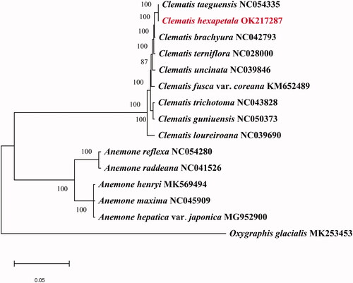 Figure 1. The phylogenetic tree was constructed using chloroplast genome sequences of 15 species based on the maximum-likelihood analysis using 500 bootstrap replicates. The numbers on the branches are bootstrap values.