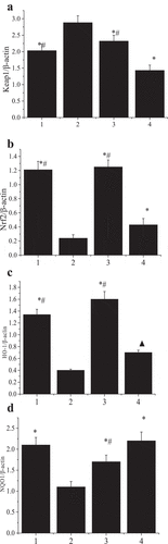 Figure 9. The effect of tanshinone on the expression of Keap1-Nrf2/ARE pathway-related proteins.