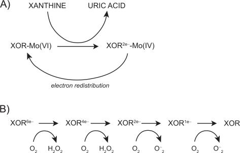Figure 2 Mechanism of xanthine oxidoreductase XOR reaction with xanthine; A) reductive half reaction; B) oxidative half reaction. Reproduced with permission from Berry CE, Hare JM. Xanthine oxidoreductase and cardiovascular disease: molecular mechanisms and pathophysiological implications. J Physiol. 2004; 555(Pt 3):589–606.Citation16 Copyright © Blackwell Publishing.