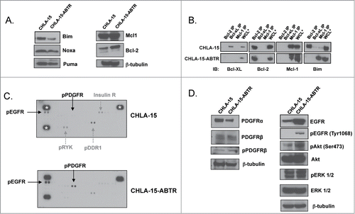 Figure 1. (A) Western blot analysis of Bcl-2 family protein expression between an acquired model of ABT-737 Resistance (CHLA-15-ABTR) and the parent cell line, CHLA-15. (B) Co-IP showing Bim bound to Bcl-2 in CHLA-15 and to Mcl-1 in CHLA-15-ABTR. (C) Receptor tyrosine kinase human phosphoprotein microarray identifies differences in RTK expression in CHLA-15-ABTR vs. CHLA-15; RTK's blotted for are represented in duplicate side by side dots on the membrane for each RTK; ***; white stars designate positive controls. (D) Western blots of cells grown at steady-state confirm increased EGFR, pEGFR and downstream EGFR effectors in CHLA-15-ABTR.