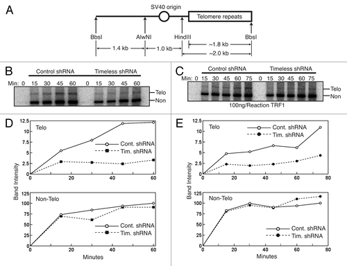 Figure 5. Timeless depletion slows replication of telomere, but not nonrepetitive DNA templates in vitro. (A) Schematic representation of the replication template, pT2AG3 plasmid linearized with BbsI enzyme. The largest fragment (right) contains ~1.8 kb of telomere repeats. (B and C) Autoradiography of radiolabeled replication products from in vitro SV40-mediated DNA replication reactions using the indicated cell extracts. Reactions were stopped at the indicated times and samples were purified, digested, and separated by agarose gel electrophoresis. In (B) no exogenous human protein added. In (C), recombinant TRF1 protein added. (D and E) Quantification of the replication products, at the indicated times, as shown above (in B and C, respectively). Top Panels are telomere DNA products, and bottom Panels are non-telomere DNA products. Representative results of repeat experiments are shown.