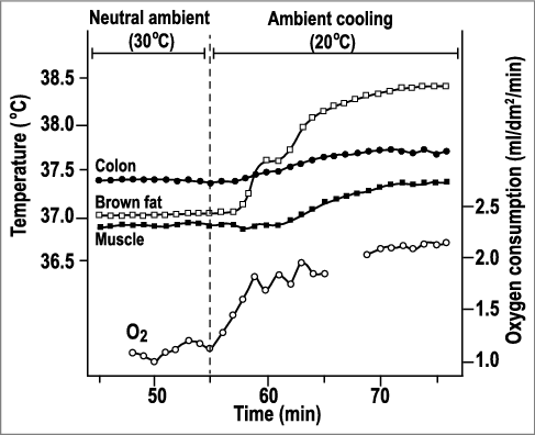 Figure 6. Temperature responses of a rat to ambient cooling. Exposure to 20°C induced cold thermogenesis (increased oxygen consumption), which resulted in increased colonic and muscle temperatures, despite the increased heat dissipation. Initially, the BAT temperature was slightly below the colonic temperature, but increased to 0.8°C above the colonic temperature during cold exposure. Replotted from data reported in ref. [Citation53].