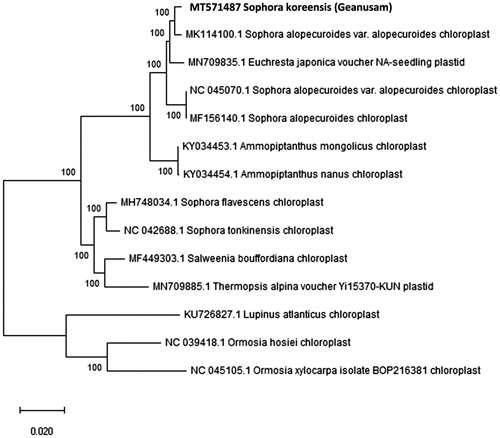 Figure 1. Molecular phylogenetic tree of the Fabaceae family based on the complete cp genome of 14 species.