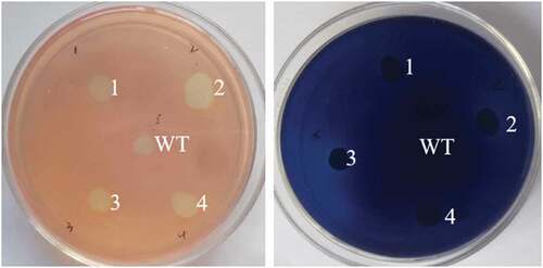 Figure 2. Functional verification of the recombinant xylanase and cellulase. Blue and red indicate verification of xylanase and cellulase using trypan blue and congo red plates, respectively. WT, S. cerevisiae INVSc1; 1–4, the recombinant S. cerevisiae with xylanase and cellulase activities.
