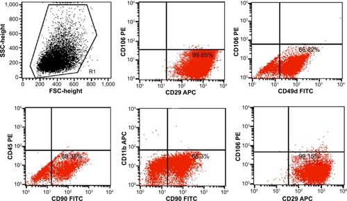 Figure 2 Flow cytometry identification of adipose-derived stem cell (ADSCs) using the surface antibody markers CD29 (99.65%), CD90 (68.38%) and CD49d (86.82%), CD45 (0.06%), CD11b (0.24%), and CD106 (0.84%).Abbreviations: APC, allophycocyanin; FITC, fluorescein isothiocyanate; FSC, forward scatter; PE, phycoerythrin; SSC, side scatter.