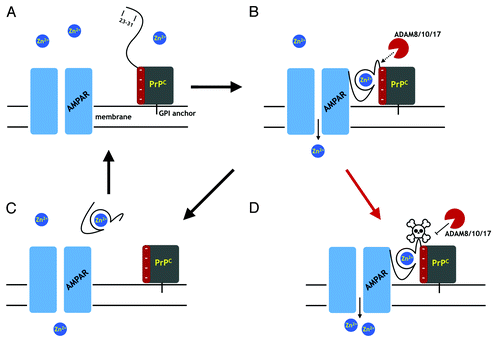 Figure 5. A proposal for PrPC regulation through α-cleavage. (A) The AMPA receptor (AMPAR), a cation channel, is one of several membrane proteins thought to be modulated by PrPC binding. The folded PrPC C-terminal domain (square) is GPI linked to the extracellular membrane. The N-terminal domain is unstructured in the absence of Zn2+. (B) Zn2+ binds to the octarepeats, structuring the N-terminal domain, which then associates with a negatively charged patch on the C-terminal domain. Residues 23 – 31 bind to the AMPAR facilitating Zn2+ transport. The PrPC fold promoted by Zn2+ exposes the α-cleavage site, which becomes susceptible to the ADAM proteases (8, 10, and 17). (C) α-Cleavage releases N1, thus downregulating PrPC facilitated Zn2+ transport. C-Terminal PrPC (the C1 fragment) is degraded and replaced by full-length PrPC. (D) Occlusion of α-cleavage (skull and crossbones) by the peptide PrP(106–126) or Aβo, for example, or by misfolding to PrPSc, leaves PrP in a constitutively active state, thus driving dyshomeostasis.