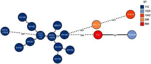 Figure S1 Phylogenetic relationship between A. baumannii A52 and the closely related A. baumannii strains currently deposited in the NCBI GenBank database. The lines connecting the circles indicate the clonal relationship between different isolates and the digital numbers on the lines illustrate the number of allelic differences.