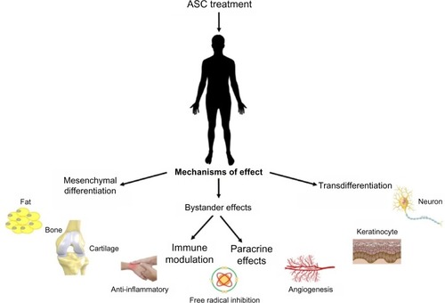 Figure 3 Potential mechanisms of effect of adipose-derived stem cells (ASC).