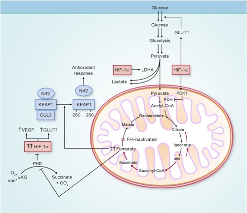 Figure 3 Potential biochemical pathways deregulated as a consequence of FH inactivation.