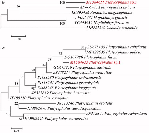 Figure 1. Phylogenetic topologies constructed in this study. (a) Maximum likelihood (ML) tree for 6 species of suborder Platycephaloidei based on 13 mitochondrial protein-coding genes; (b) ML tree for 15 species of genus Platycephalus based on mitochondrial COI gene fragments.