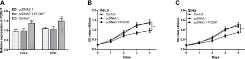 Figure 3 The upregulation of PCDH7 affects cell proliferation. (A) The expression of PCDH7 in cancer cells transfected with pcDNA3.1-PCDH7 was significantly up-regulated, achieving the expected effect (***P < 0.001). (B) Increased expression of PCDH7 inhibited the proliferation of HeLa cells (**P < 0.01). (C) Up-regulation of PCDH7 inhibited the proliferation of SiHa cells (**P < 0.01).