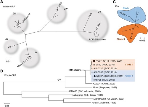 Figure 2. Phylogenetic analysis of 43279 and 43413. Phylogenetic analysis was conducted using maximum likelihood (Tamura-Nei model) analysis. (A) The analysis utilized the whole open reading frame (ORF) sequences of all JEV genotypes, incorporating a total of 31 whole ORF sequences. (B) A phylogenetic analysis on the whole ORF sequences of GV JEVs and representative strains from genotypes GI to GIV, with 43279 and 43413 marked with closed circles. (C) A cluster analysis of GV JEVs from the ROK was performed based on 15 Env gene sequences. Sequences from distinct clades are highlighted in different colours. The scale bar represents estimated evolutionary distances with 0.01 (A, B) or 0.002 (C) changes per nucleotide position.