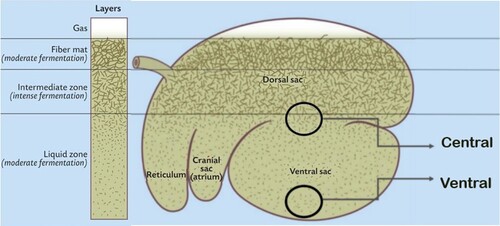 Figure 1. Illustration of the rumen fluid collection sites in the central and ventral rumen (modified from Physiology of Domestic Animals, Sjaastad et. al. 2016, reprinted with permission).