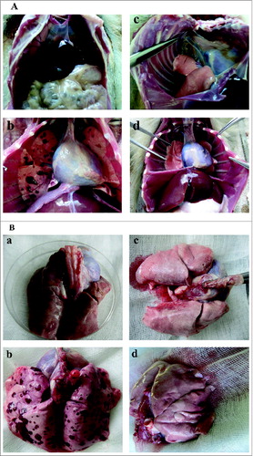 Figure 1. Post-mortem examination of gross changes in the organs from the animal infected with the Y. pestis Microtus 201 or the vaccine EV. (A and B, a and c) Photos taken from the animals infected intravenously with approximately 109 CFU of the Y. pestis Microtus 201 and the vaccine EV. (A and B, b and d) Photos taken from the animals infected intravenously with approximately 1010 CFU of the Y. pestis Microtus 201 and the vaccine EV.