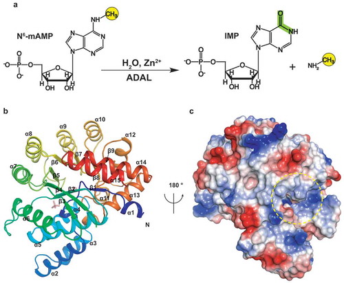 Figure 1. The overall structure of AtADAL. (A) Schematic representation of the reaction for AtADAL deaminase. (B) The overall structure of AtADAL shown in a ribbon representation colored by spectrum. (C) An electrostatic surface view of the structure in panel B rotated 180°. The pocket is indicated by yellow circle