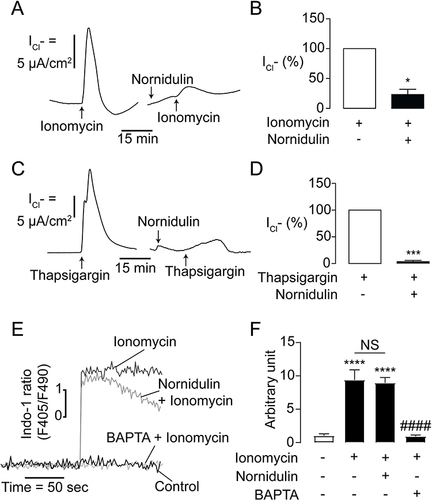 Figure 5 Mechanism of TMEM16A inhibition by nornidulin in IL-4-primed Calu-3 cell monolayers. (A) Effect of nornidulin on ionomycin-induced Cl- secretion in IL-4-treated Calu-3 cell monolayers. A representative ionomycin-induced, TMEM16A-dependent apical Cl− current tracing is shown. (B) Graphs indicating analyses and comparisons of apical Cl− current in IL-4-treated Calu-3 cell monolayers induced by ionomycin treatment with or without nornidulin (10 µM). The summary and statistical analyses of data are shown. (C) Effect of nornidulin on thapsigargin-induced Cl− secretion in IL-4-treated Calu-3 cell monolayers. A representative thapsigargin-induced, TMEM16A-dependent apical Cl− current tracing is shown. (D) Graphs indicating analyses and comparisons of apical Cl− current in IL-4-treated Calu-3 cell monolayers induced by thapsigargin treatment with or without nornidulin (10 µM). The summary and statistical analyses of data are shown. (E) Effect of nornidulin on [Ca2+]i increase induced by ionomycin. A representative tracing of indo-1-sensitive fluorescent intensities is shown. (F) Analyses of intracellular indo-1-sensitive fluorescent intensities of control show the Calu-3 cells exposed to ionomycin with or without nornidulin pretreatment (10 µM). Results were expressed as % of control ± S.E.M. (n = 4–6). *p < 0.05; ***p < 0.001; ****p < 0.0001 compared with the control group; ####p < 0.0001 compared with the ionomycin-treated group (one-way ANOVA).