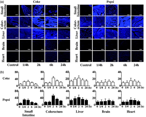 Figure 6. (a) Fluorescence histological analysis of major organs for the mice treated with NPs from Coke and Pepsi at a dose of 2 g kg−1 body weight at 1/4, 2, 6 and 24 h. (b) Relative fluorescence intensity of major organs of the mice treated with NPs from Coke and Pepsi at a dose of 2 g kg−1 body weight at 1/4, 2, 6 and 24 h. Scale bar =200 µm.