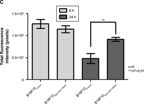 Figure S6 Fluorescence intensity of B16F10QDs-GSH-10NAC and B16F10Calcein cells at 6 and 24 hours post-injection: dot plot obtained by flow cytometry and the respective quantification of mean fluorescence intensity in each quadrant.Notes: (A) B16F10QDs-GSH-10NAC cells. (B) B16F10Calcein cells. (C) Fluorescence due to the presence of B16F10QDs-GSH-10NAC and B16F10Calcein cells in histological slices was measured with ImageJ 1.47 v software (National Institutes of Health, USA). Results were averaged from five independent experiments (n=5). Data were analyzed using the nonparametric Mann–Whitney test. Statistically significant differences are indicated.Abbreviations: B16F10QDs-GSH-10NAC, B16F10 cells labeled with rQDs-GSH in presence of 10 mM of NAC; GSH, glutathione; NAC, N-acetylcysteine; QDs, quantum dots; rQDs-GSH, red QDs-GSH.