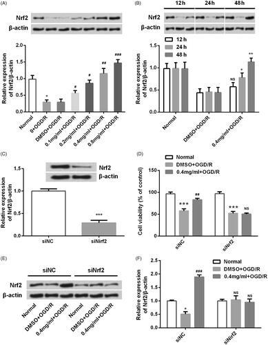 Figure 7. SBD promoted Nrf2 expression in PC12 cells. (A) PC12 cells were pretreated with different concentrations of SBD (0.1–0.8 mg/ml) for 24 h and then were subjected to OGD/R injury. The expression of Nrf2 was measured using western blot. (B) PC12 cells were pretreated with 0.4 mg/ml SBD for different times (12, 24 and 48 h) and then were subjected to OGD/R injury. The expression of Nrf2 was measured using western blot. (C) PC12 cells were transfected with siNC or siNrf2 for 48 h. The transfected efficiency was verified using western blot. Then, transfected cells were pretreated with 0.4 mg/ml SBD for 24 h, followed by OGD/R injury. (D) Cell viability was measured using MTT assay. (E and F) The expression of Nrf2 was detected using western blot. NS: no significant; *p < .05; ***p < .001 compared to the corresponding control group. NS: no significant; #p < .05; ##p < .01; ###p < .001 compared to DMSO + OGD/R group. Data presented as mean ± SD (n = 3).