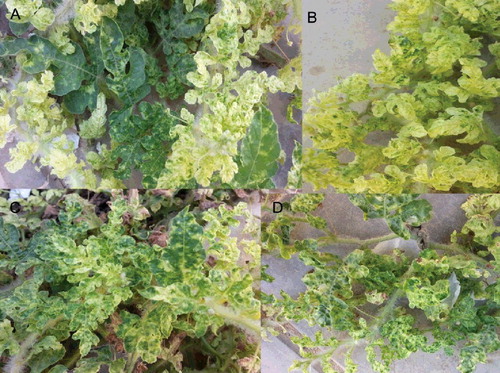 Figure 1. Symptoms caused by natural ZYMV infection on watermelon leaves observed from Mecca region (a) (b) (c) & (d) showing yellowing, mild to severe mosaic, mottling and bubbling followed by leaf deformation with blistering.