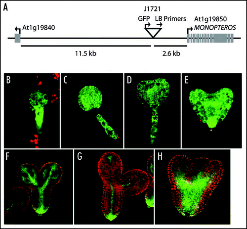 Figure 2 J1721 is located proximal to MP. (A). TAIL-PCRCitation20 products, obtained from J1721 seedlings using the degenerate primers, AGWGNAGWANCAWAGG and NGTCGASWGANAWGAA (where W = A or T, S = C or G, and N = A or C or G or T) in combination with the T-DNA left border primers: (Round 1) TTGATTTATAAGGGATTTTGCCGATTTCGG, (Round 2) AACTCTCTCAGGGCCAGGCG and (Round 3) CCACCCCAGTACATTAAAAACGTC, were sequenced to determine the insert location. The location of the T-DNA insertion is represented by an upside down triangle. Arrows indicate the directionality of genes and primers. The distance of the T-DNA from the start codons of the surrounding genes are as marked. (B–G). J1721 enhancer trap expression in green in various stages of wild-type sibling embryos from pol/pol pll1/+ parents. (H) J1721 expression in a pol pll1 embryo—note the broader and more intense signal.